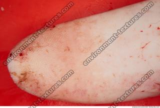 Photo Textures of RAW Pork Meat